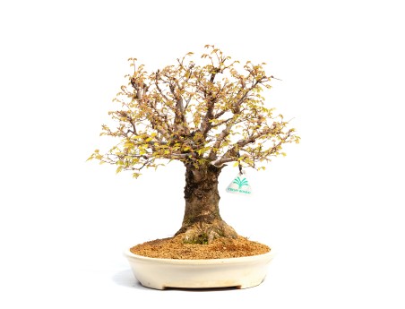 Zelkova serrata - Orme - 40 cm