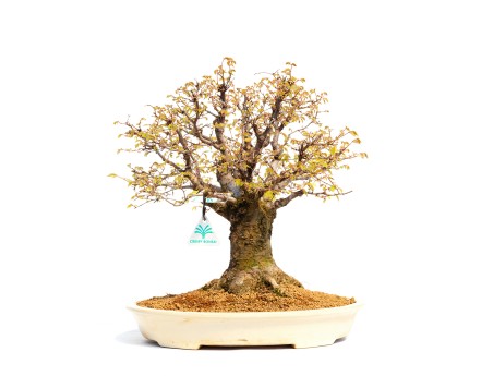 Zelkova serrata - Orme - 40 cm