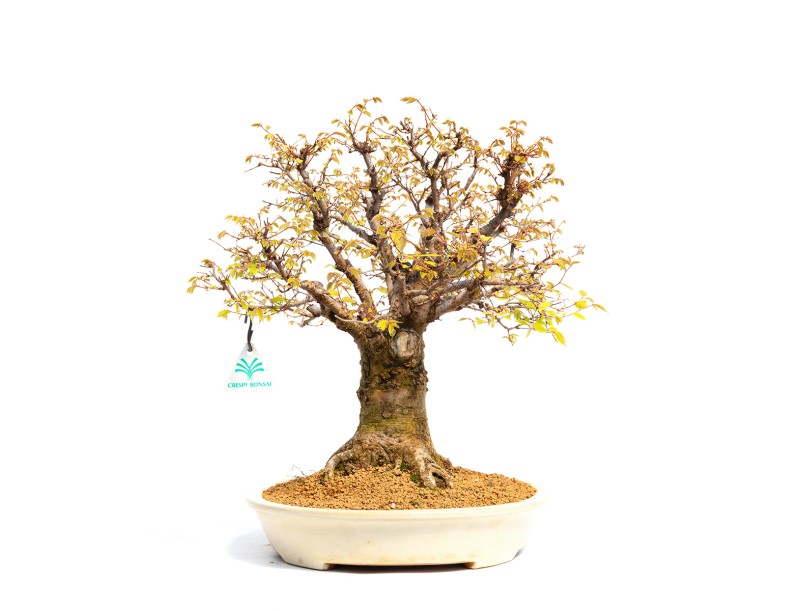 Zelkova serrata - Elm - 40 cm