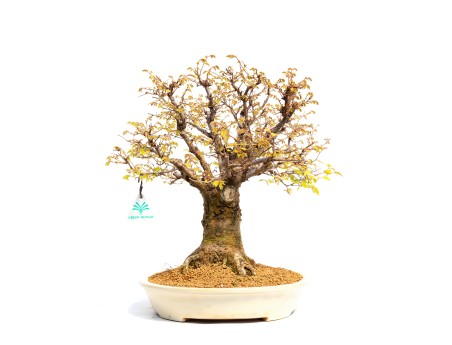 Zelkova serrata - Olmo - 40 cm