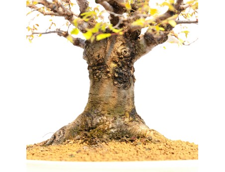 Zelkova serrata - Olmo - 40 cm