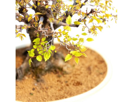 Zelkova serrata - Elm - 40 cm
