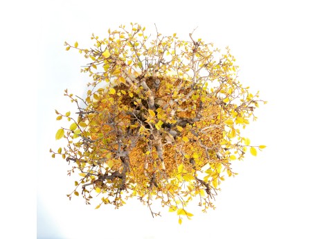 Zelkova serrata - Olmo - 40 cm