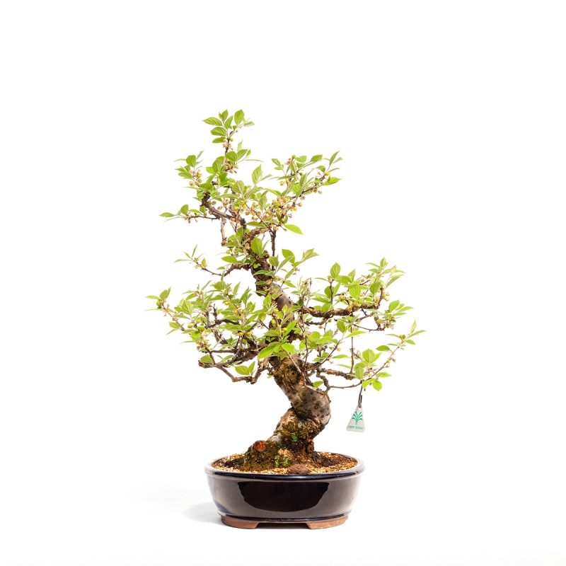 Prunus tomentosa - 60 cm