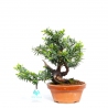 Taxus cuspidata - Japanese yew - 27 cm