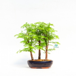 Metasequoia - 21 cm