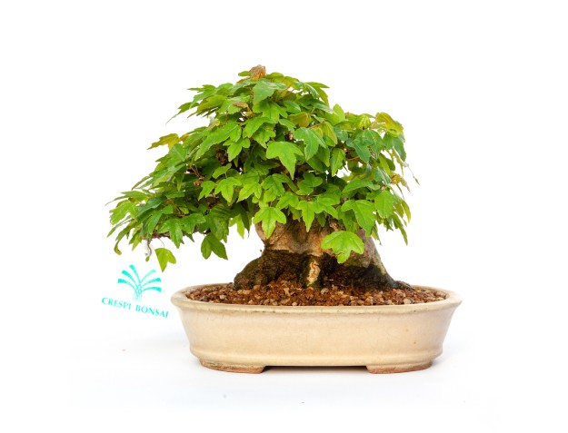 Acer buergerianum - érable - 15 cm