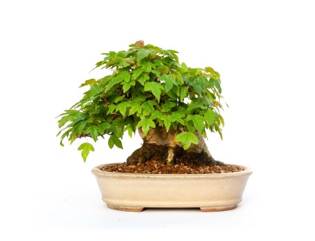 Acer buergerianum - érable - 15 cm