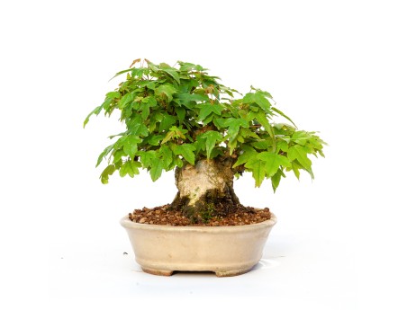 Acer buergerianum - érable - 15 cm