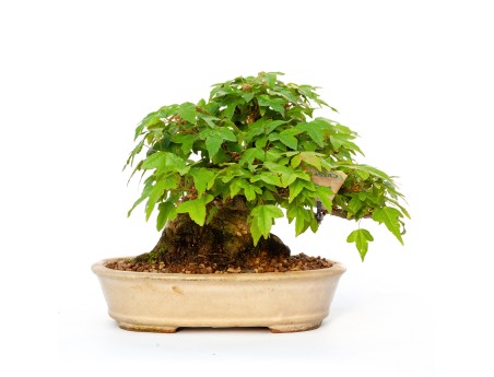 Acer buergerianum - érable - 15 cm