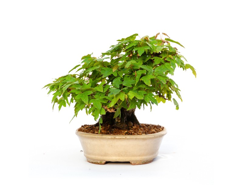 Acer buergerianum - érable - 15 cm