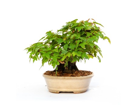 Acer buergerianum - érable - 15 cm