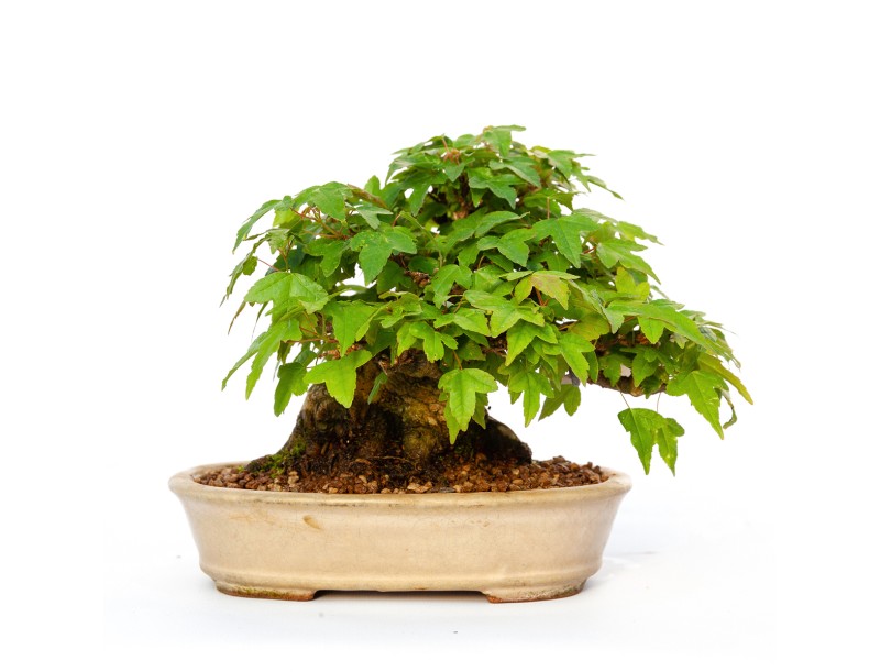 Acer buergerianum - érable - 15 cm