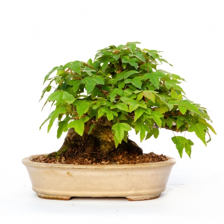 Acer buergerianum - érable - 15 cm