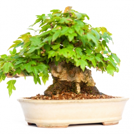 Acer buergerianum - érable - 15 cm