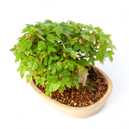 Acer buergerianum - érable - 15 cm