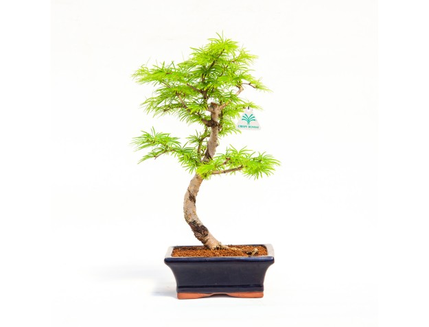 Pseudolarix - Larch - 35 cm