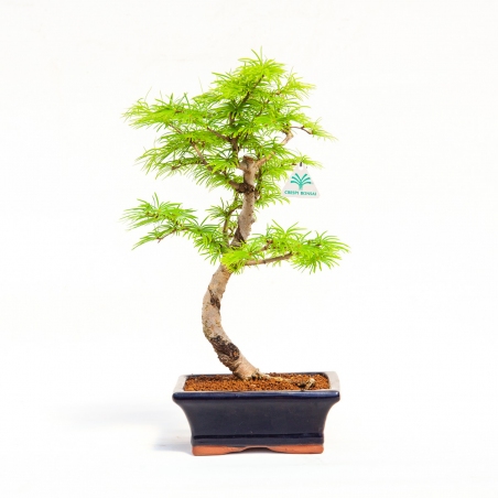 Pseudolarix - Larch - 35 cm