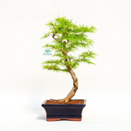 Pseudolarix - Larch - 35 cm