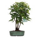 Acer buergerianum - acero - 24 cm