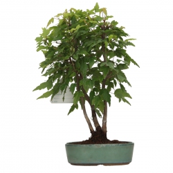 Acer buergerianum - acero - 24 cm