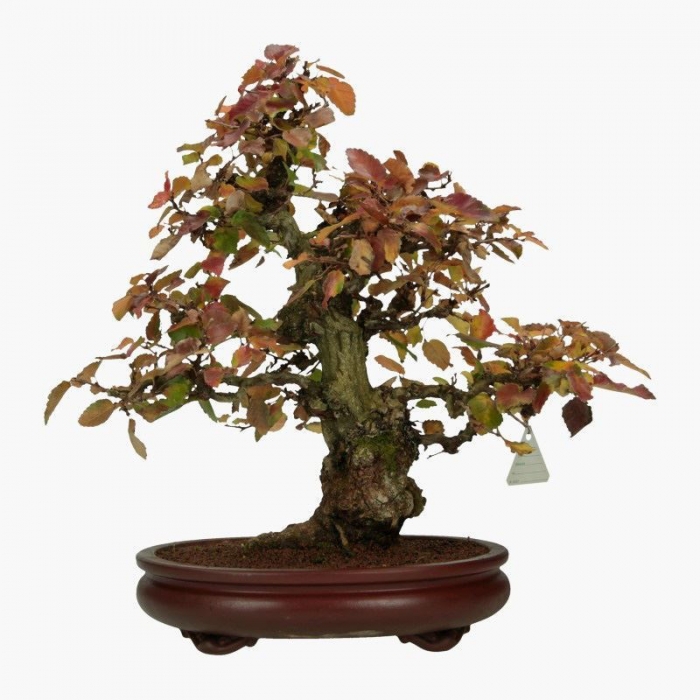 Carpinus coreana - carpino - 41 cm