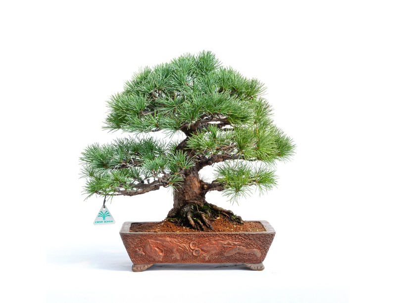 Pinus pentaphylla -  Pino - 44 cm