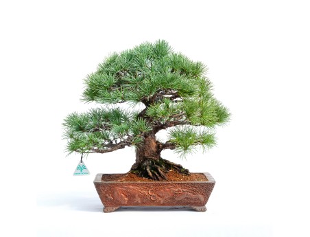 Pinus pentaphylla -  Pino - 44 cm