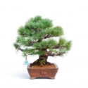 Pinus pentaphylla -  Pino - 44 cm