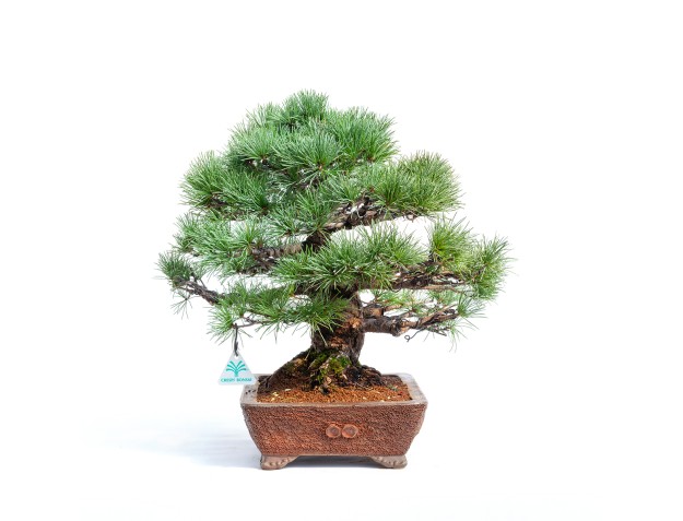Pinus pentaphylla -  Pino - 44 cm 2