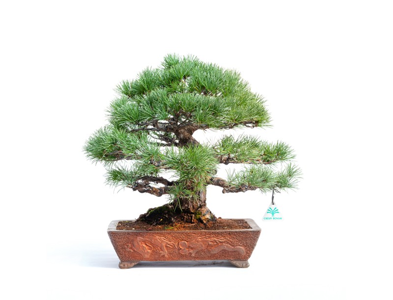 Pinus pentaphylla -  Pino - 44 cm