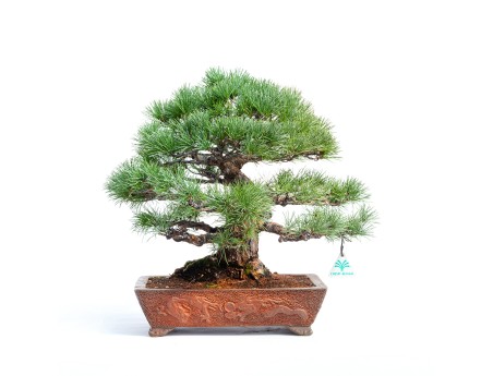 Pinus pentaphylla -  Pino - 44 cm