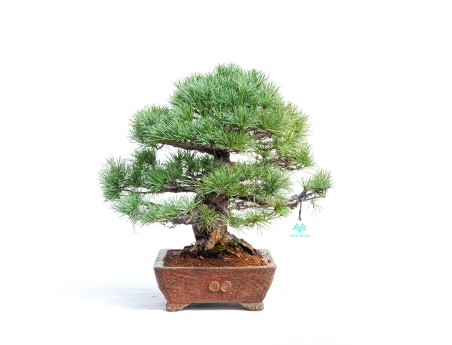 Pinus pentaphylla -  Pino - 44 cm