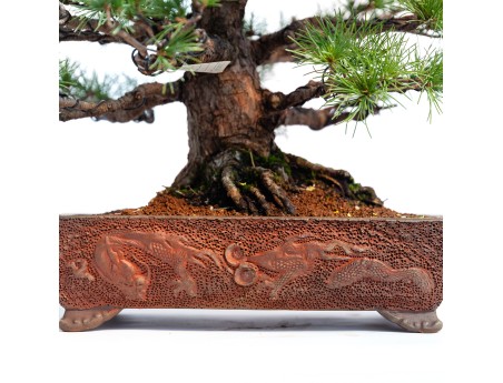 Pinus pentaphylla -  Pino - 44 cm