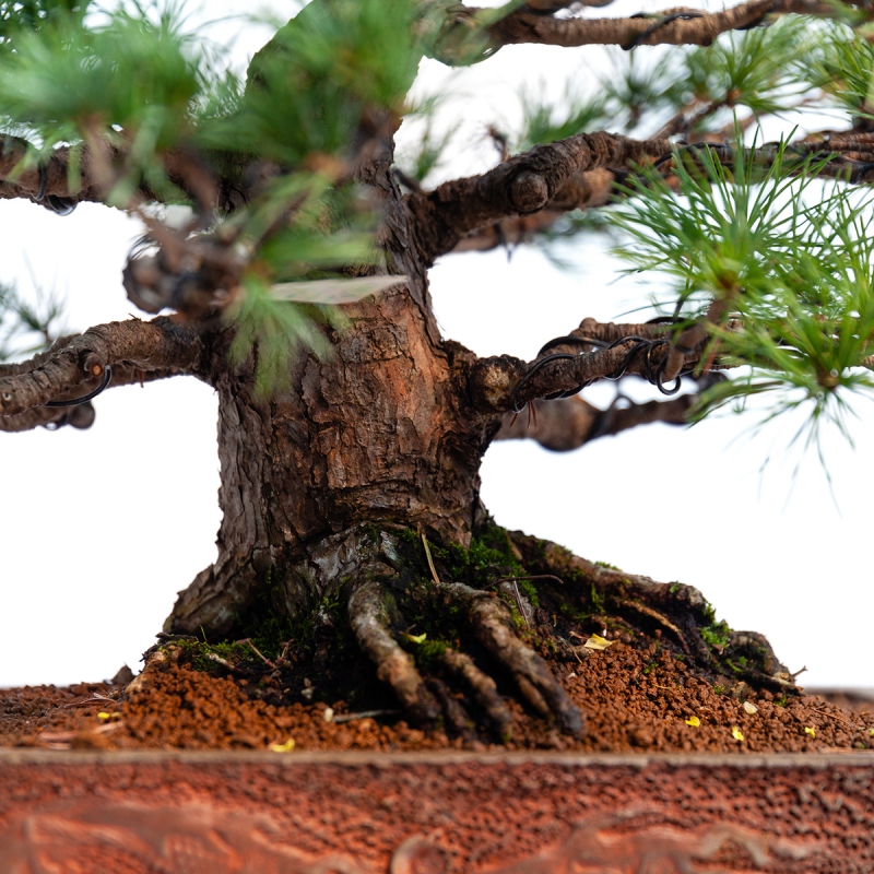 Pinus pentaphylla -  Pino - 44 cm