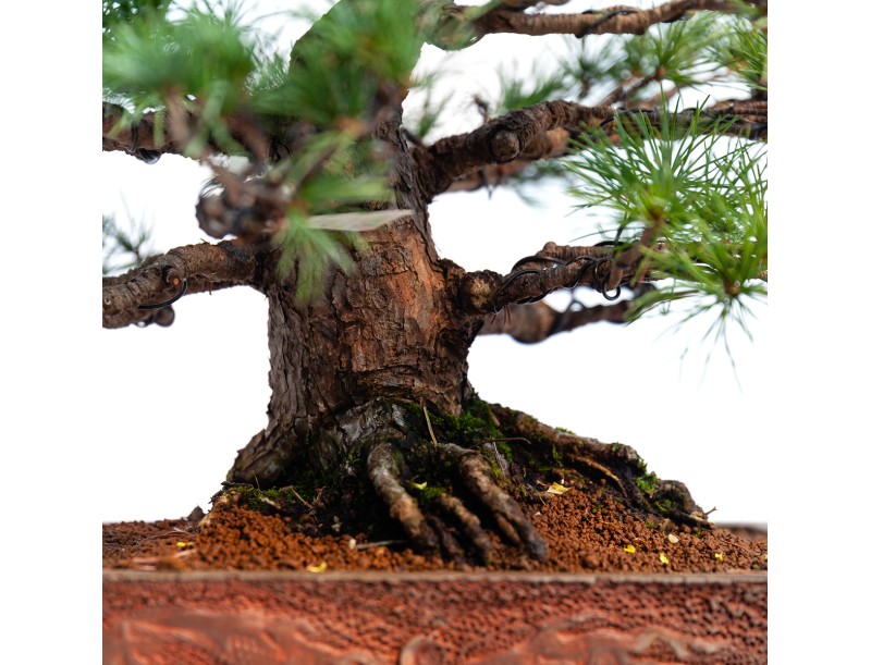 Pinus pentaphylla -  Pino - 44 cm