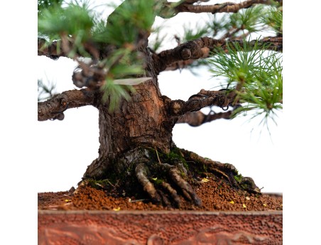 Pinus pentaphylla -  Pino - 44 cm