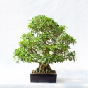 Ficus retusa - 78 cm