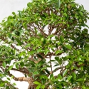 Ficus retusa - 78 cm