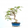 Ficus carica - Fico - 43 cm