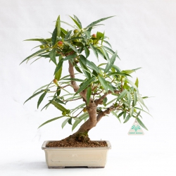 Ficus erecta - 41 cm