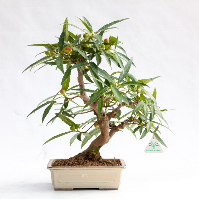 Ficus erecta - 41 cm
