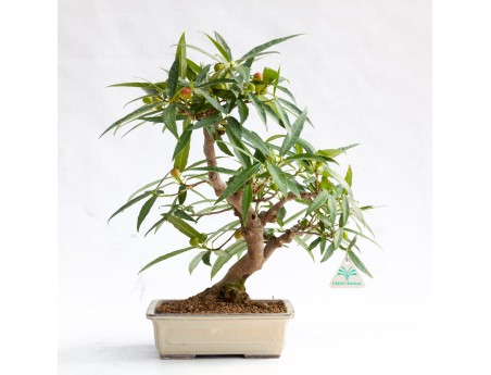 Ficus erecta - Fig - 41 cm