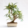 Ficus erecta - 41 cm