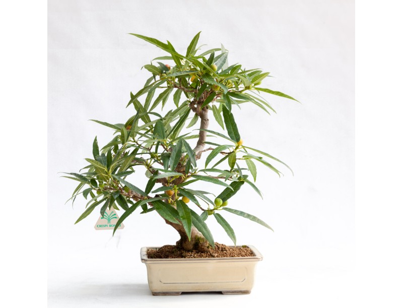 Ficus erecta - Figue - 41 cm