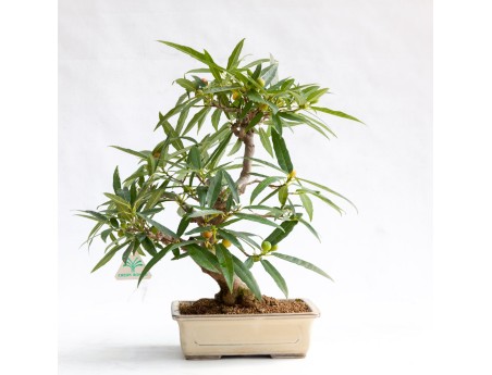 Ficus erecta - Figue - 41 cm