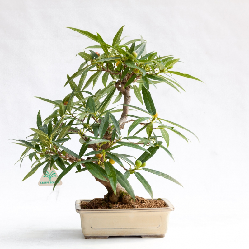 Ficus erecta - 41 cm