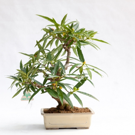 Ficus erecta - Fig - 41 cm