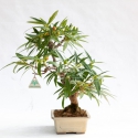 Ficus erecta - 41 cm