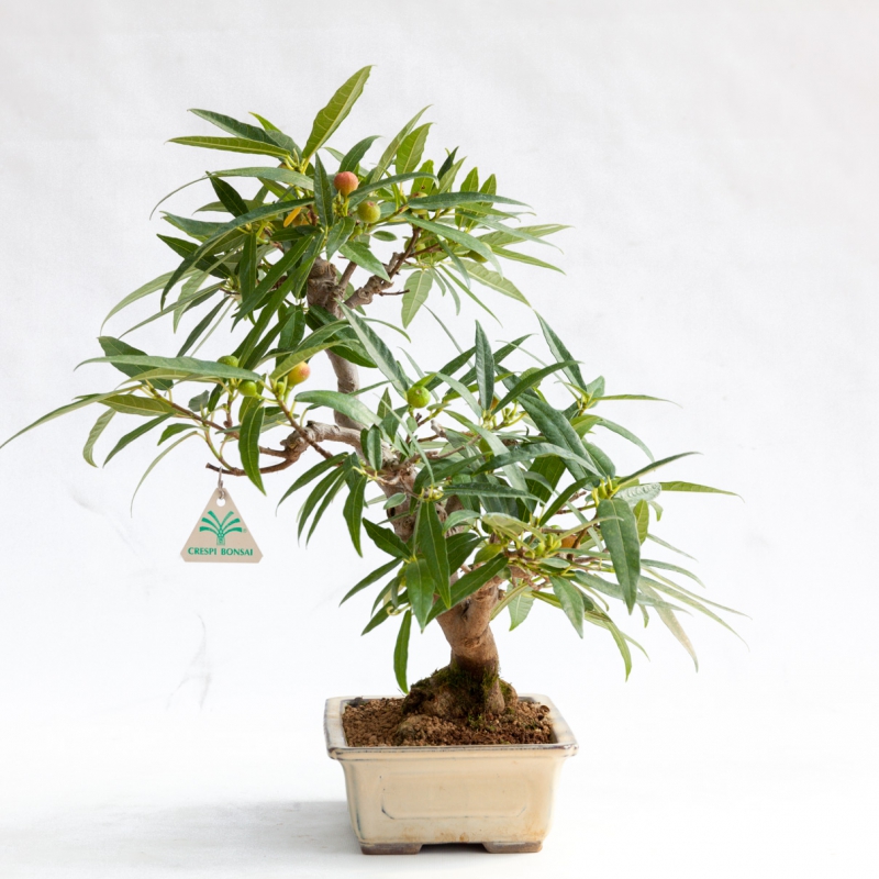 Ficus erecta - Fig - 41 cm